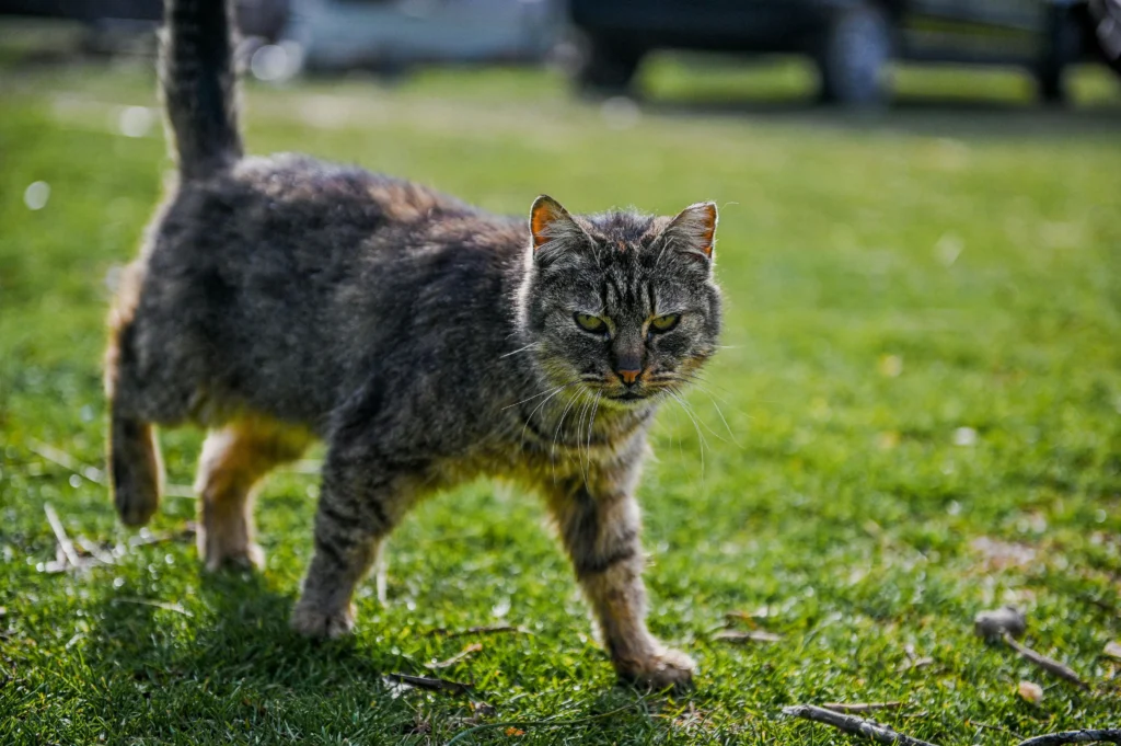 cat's walk